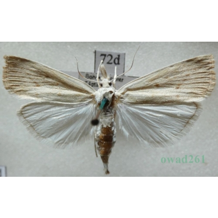 Calamotropha paludella (Hübner, 1824) Wachlarzyk pałecznik Czech72d